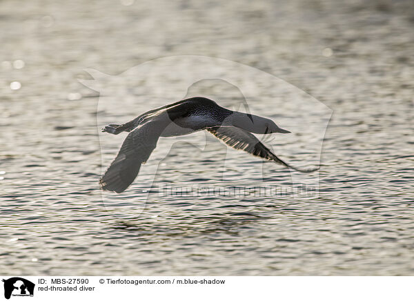 Sterntaucher / red-throated diver / MBS-27590