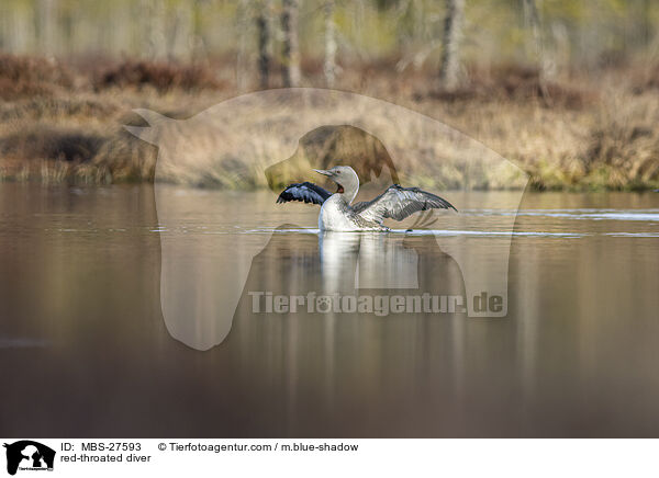 Sterntaucher / red-throated diver / MBS-27593