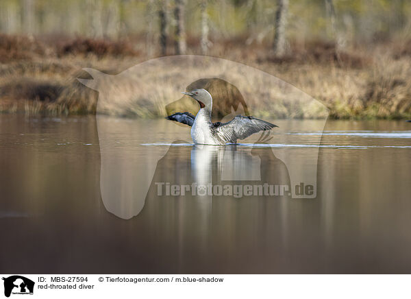 Sterntaucher / red-throated diver / MBS-27594