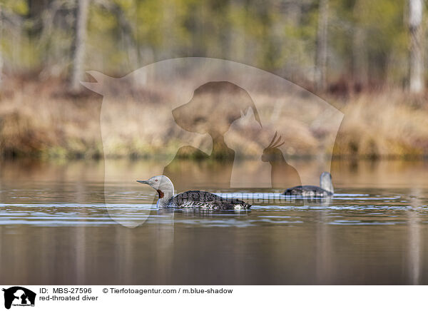 Sterntaucher / red-throated diver / MBS-27596