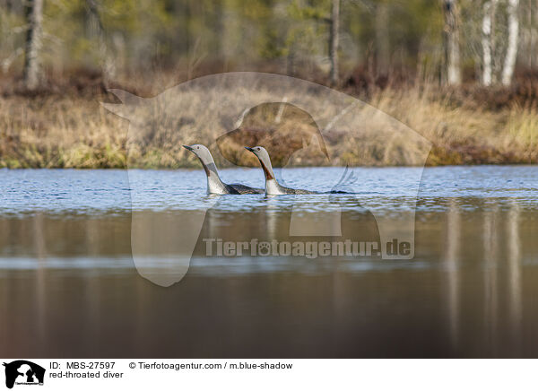 Sterntaucher / red-throated diver / MBS-27597