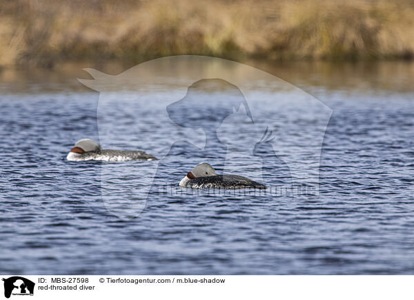 Sterntaucher / red-throated diver / MBS-27598