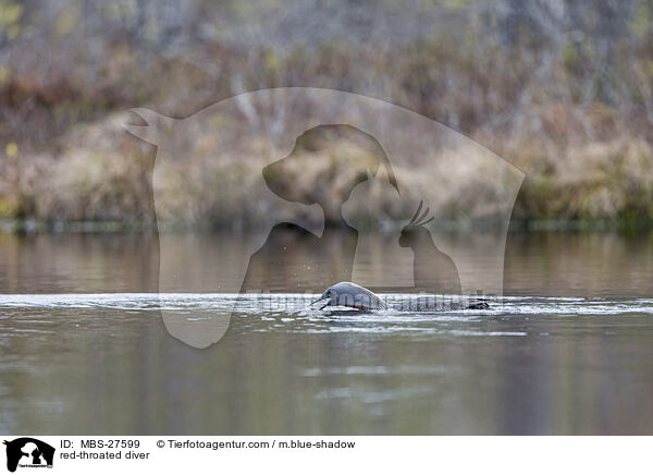 Sterntaucher / red-throated diver / MBS-27599