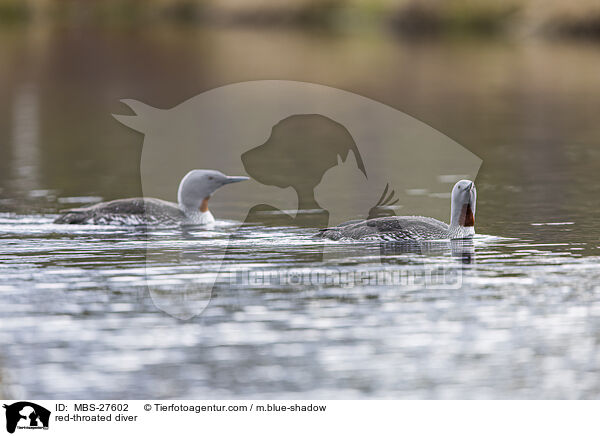 Sterntaucher / red-throated diver / MBS-27602