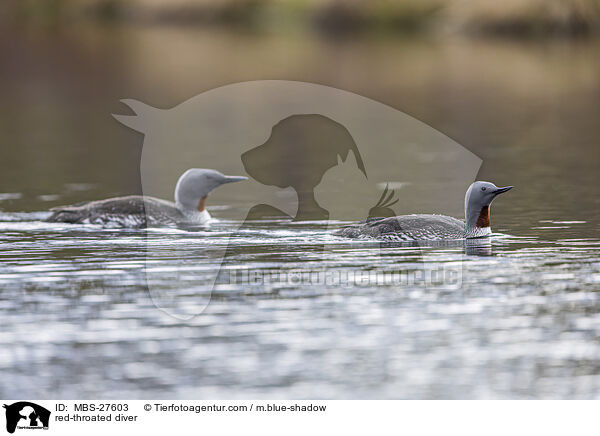Sterntaucher / red-throated diver / MBS-27603