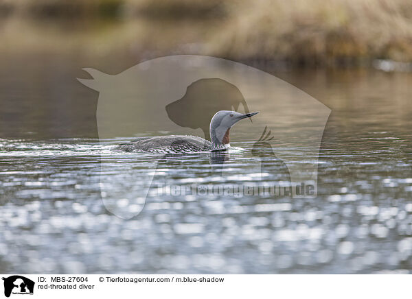 Sterntaucher / red-throated diver / MBS-27604