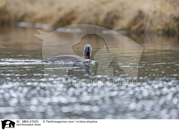 Sterntaucher / red-throated diver / MBS-27605