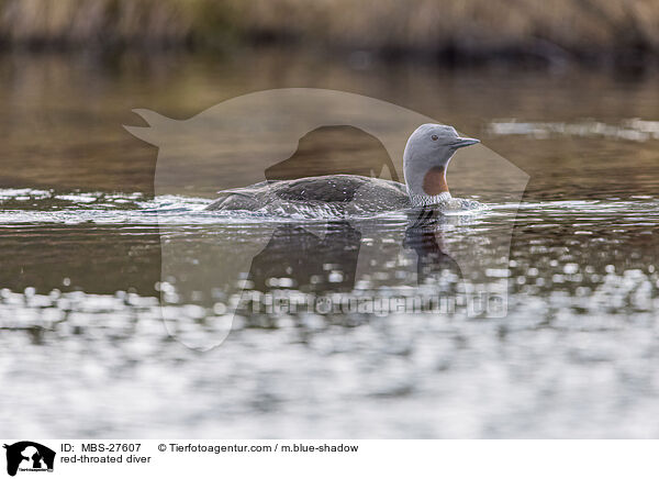 Sterntaucher / red-throated diver / MBS-27607