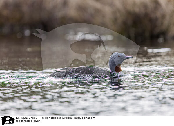 Sterntaucher / red-throated diver / MBS-27608