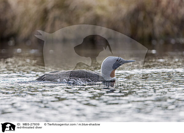Sterntaucher / red-throated diver / MBS-27609