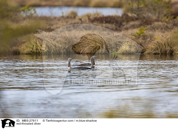 Sterntaucher / red-throated diver / MBS-27611