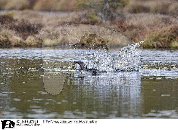 Sterntaucher / red-throated diver / MBS-27613