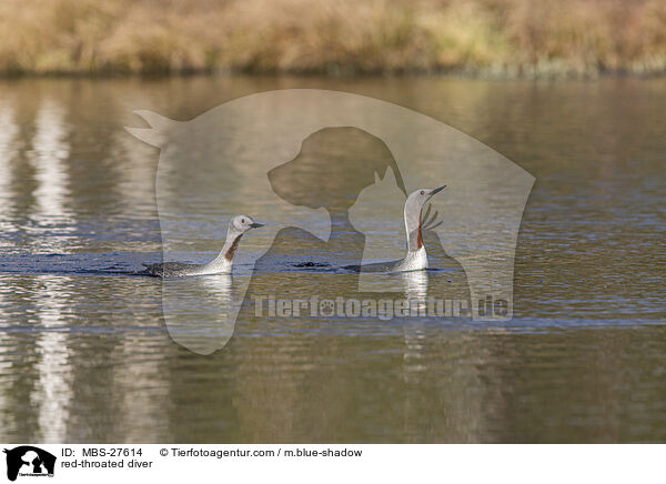Sterntaucher / red-throated diver / MBS-27614