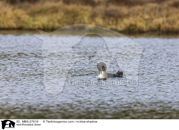 Sterntaucher / red-throated diver / MBS-27616