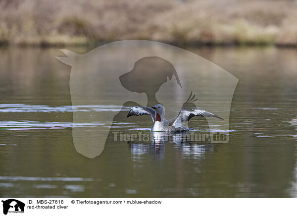 Sterntaucher / red-throated diver / MBS-27618