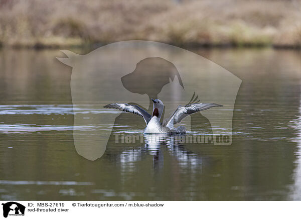 Sterntaucher / red-throated diver / MBS-27619
