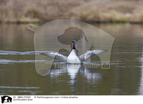 Sterntaucher / red-throated diver / MBS-27620