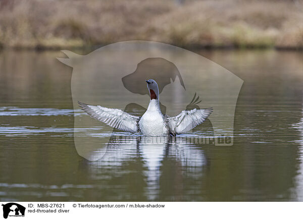 Sterntaucher / red-throated diver / MBS-27621