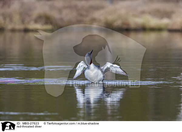 Sterntaucher / red-throated diver / MBS-27623