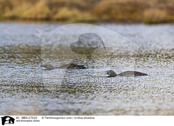 Sterntaucher / red-throated diver / MBS-27625