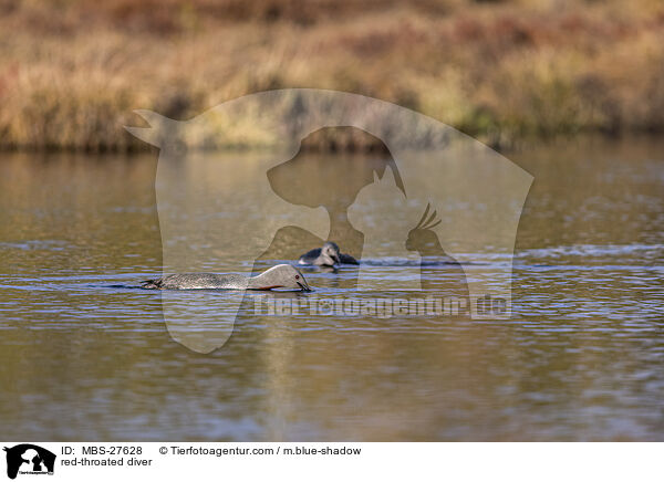 Sterntaucher / red-throated diver / MBS-27628