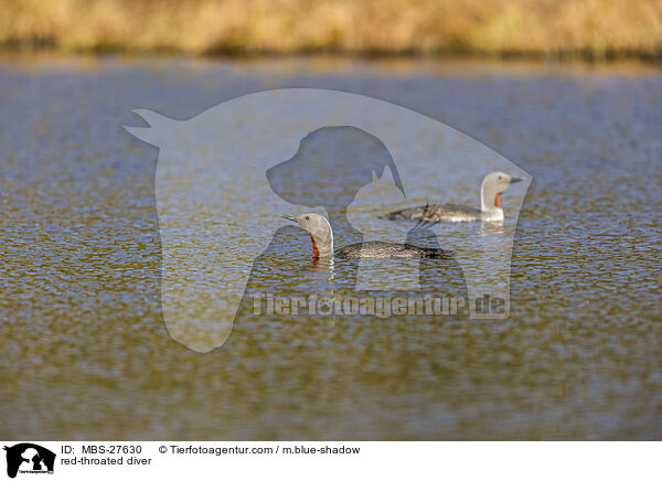 Sterntaucher / red-throated diver / MBS-27630