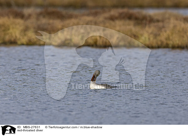red-throated diver / MBS-27631
