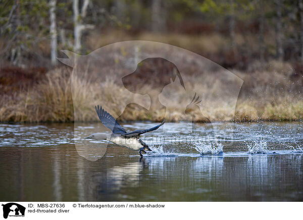 Sterntaucher / red-throated diver / MBS-27636