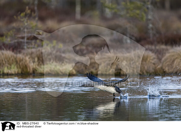 Sterntaucher / red-throated diver / MBS-27640