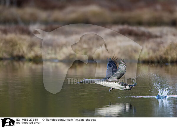 Sterntaucher / red-throated diver / MBS-27645