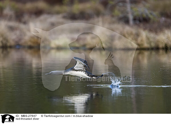 Sterntaucher / red-throated diver / MBS-27647