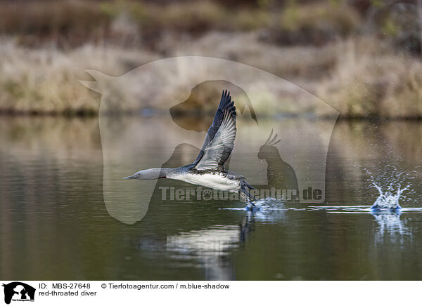 Sterntaucher / red-throated diver / MBS-27648