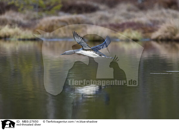 Sterntaucher / red-throated diver / MBS-27650