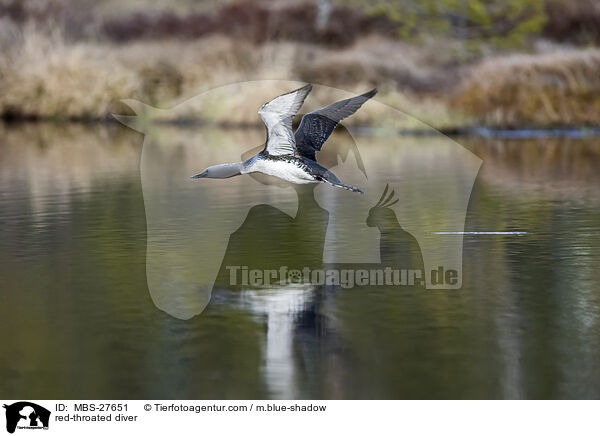 Sterntaucher / red-throated diver / MBS-27651