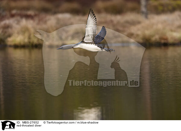 Sterntaucher / red-throated diver / MBS-27652