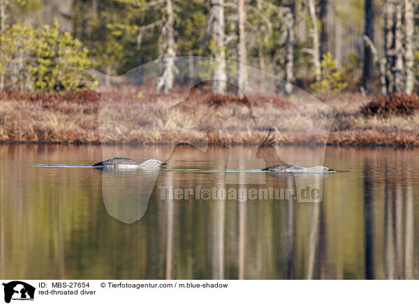 Sterntaucher / red-throated diver / MBS-27654