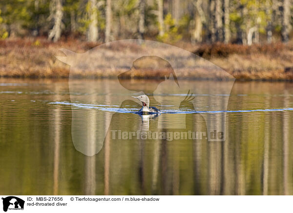 Sterntaucher / red-throated diver / MBS-27656