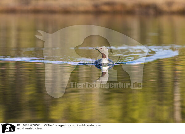 Sterntaucher / red-throated diver / MBS-27657