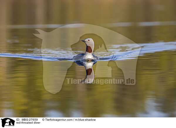 Sterntaucher / red-throated diver / MBS-27659