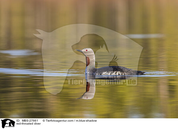 red-throated diver / MBS-27661