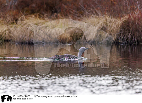 Sterntaucher / red-throated diver / MBS-27663