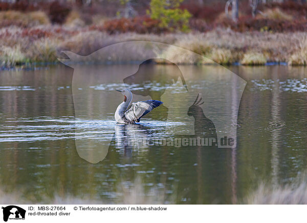 Sterntaucher / red-throated diver / MBS-27664