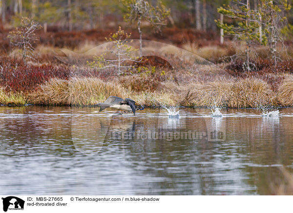 Sterntaucher / red-throated diver / MBS-27665