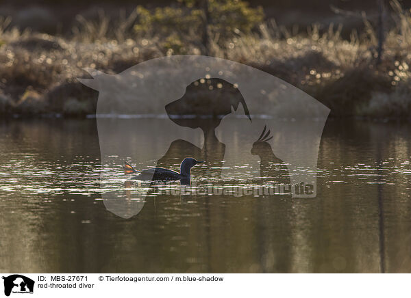 Sterntaucher / red-throated diver / MBS-27671