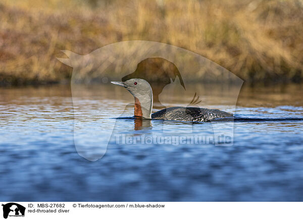 red-throated diver / MBS-27682