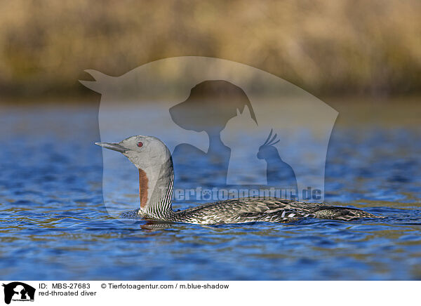 Sterntaucher / red-throated diver / MBS-27683