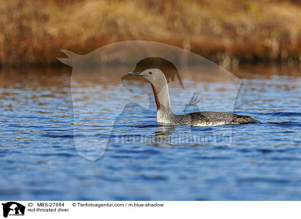 red-throated diver / MBS-27684