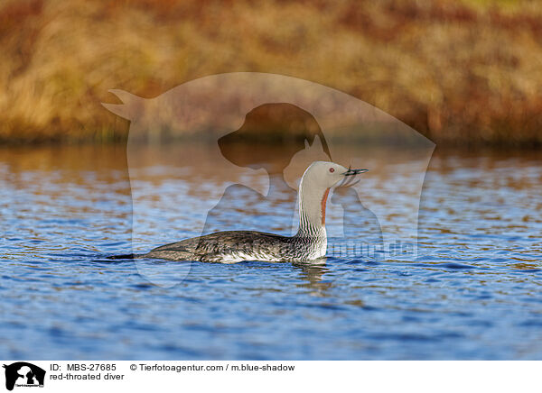 Sterntaucher / red-throated diver / MBS-27685