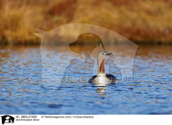 red-throated diver / MBS-27686
