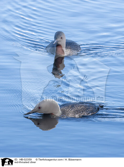 red-throated diver / HB-02359